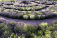 Concentric beds of lavender around a square dipping pond at Gordon Castle Walled Garden, Scotland in July. Design by Arne Maynard.

