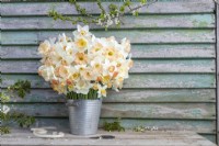 Bouquet of mixed Narcissus in a metal bucket