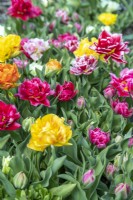 Group of mixed Double Tulipa - Tulips