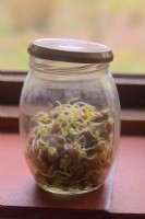 Sprouting jar with Sprouting Carlin peas also known as Maple, Brown or Pigeon peas - Cajanus cajan, lids askew to allow air entry, on windowsill