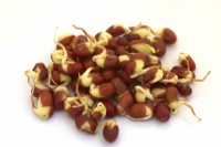 Sprouting Aduki or Adzuki Beans - Vigna angularis