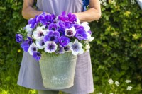 Woman holding galvanised bucket with Anemone Blue and Pastel Mix