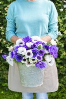 Woman holding galvanised bucket with Anemone Blue and Panda 