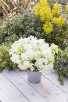 Bouquet of white Narcissus - Daffodils in galvanised bucket 