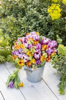 Bouquet of Tulipa Rembrandt Mix - Tulips in galvanised bucket