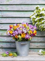 Bouquet of Tulipa Rembrandt Mix - Tulips in galvanised bucket
