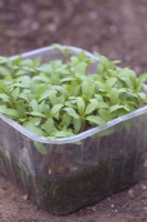 Tagetes minuta grown for micro greens in a reused fruit container