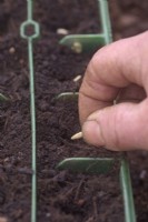 Planting Cucumis sativus 'Carmen' - cucumber seed on edge to reduce rotting, in modules