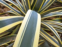 An enormous Agave americana 'Variegata' 