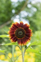 Helianthus annuus 'Harlequin mixed' - Sunflower