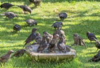 Young starlings using garden bird bath