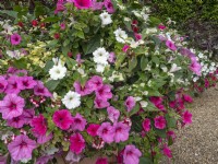 Petunia surfinia 'Rosanna' and Tradescantia fluminensis  with other bedding plants in a pot