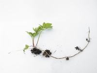 Aegopodium podagriria - Perennial weeds showing root system - ground elder