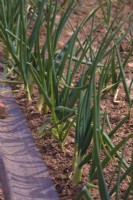 Allium 'Globo' sown 6 August and shown the following spring in mid April - mypex ground cover to surpress weeds