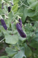 Pisum sativum var. saccharatum - Mangetout 'Shiraz' 