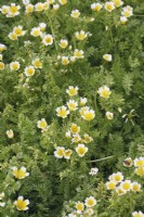 Limnanthes douglasii - Poached egg plant - Meadow foam 