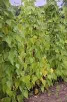 Climbing Beans Phaseolus vulgaris 'Borlotto' supported by a pyramid structure of four bamboo canes tied together at the top