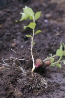 Prunus armeniaca - Apricot seedlings germinated soon after collection and a short chill period of 3 weeks