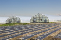 Polyethylene film greenhouses and agricultural field with black sheeting protecting Lactuca sativa - Lettuce seedlings in spring, Quebec, Canada