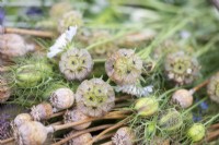 Scabiosa stellata 'PingPong', Nigella seed pods, Poppy seed pods