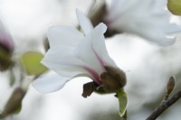 Magnolia kobus var borealis