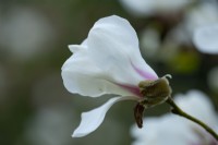 Magnolia kobus var borealis