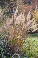 Calamagrostis brachytricha - Korean Feather Reed Grass.