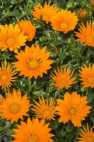 Gazania 'Orange Clear' - May