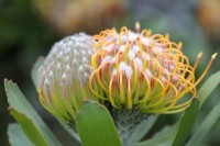 Leucospermum cordifolium Common Pincushion Protea, Cape Town, South Africa