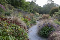 Late summer 'prairie style' garden, with Kniphofia, Persicaria amplexicaulis, Agapanthus and grasses. Gravel path winding between