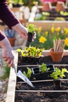 Woman planting parsley in raised bed.