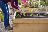 Woman planting parsley in raised bed.