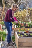 Separating out Swiss chard seedlings before planting in raised bed.