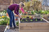 Planting out Swiss chard seedlings in a raised bed.