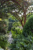 Acer griseum, Blechnum chilense and clipped Cryptomeria japonica in shady garden with paved path