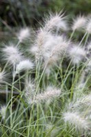 Pennisetum villosa