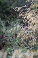 Stipa gigantea and Sanguisorba officianalis