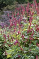 Persicaria amplexicaulia 'Taurus'