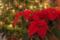 A red poinsettia sets the Christmas mood, with a Christmas tree with fairylights behind.