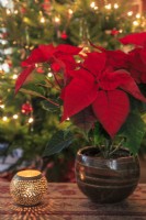 A red poinsettia sets the Christmas mood, with a tea-light candle in a Moroccan beaten metal holder next to it. In the background is a Christmas tree with fairylights.