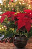 A red poinsettia sets the Christmas mood, with a Christmas tree with fairylights behind it.