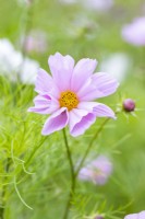 Cosmos 'Seashells Mixed'