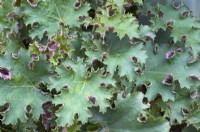 Heuchera 'Sashay'