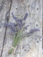 Bunch of lavender flowers for hanging to dry