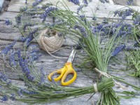 Cut and dry lavender flowers - tie together into bunches with string