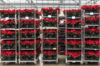  Poinsettia plants on trolleys in a commercial nursery.