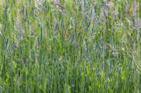 Alopecurus pratensis, meadow foxtail grasses flowering in a Sussex field in summer - July