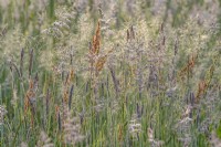 Mixed fine meadow grasses flowering in a Sussex field in summer - July