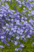 Triteleia laxa - grassnut flowering in summer - July