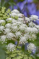 Ammi majus 'Graceland' false bishop's weed flowering in summer - August